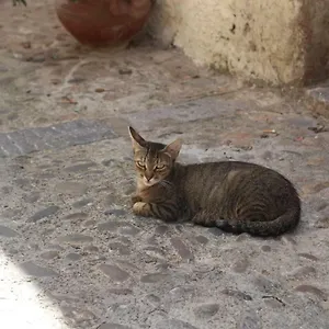 Dolce Aida Cefalu
